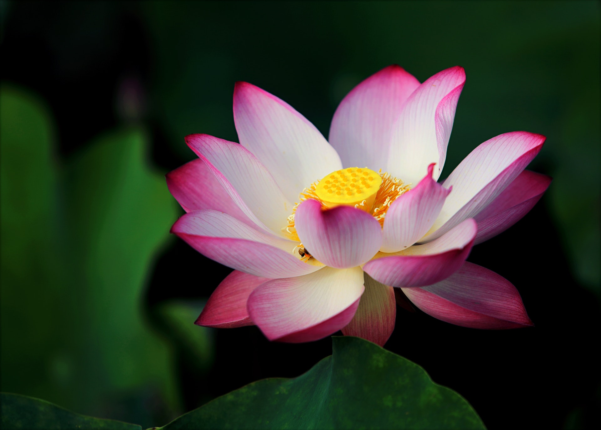Pink and white lotus original image Pink and white lotus original image