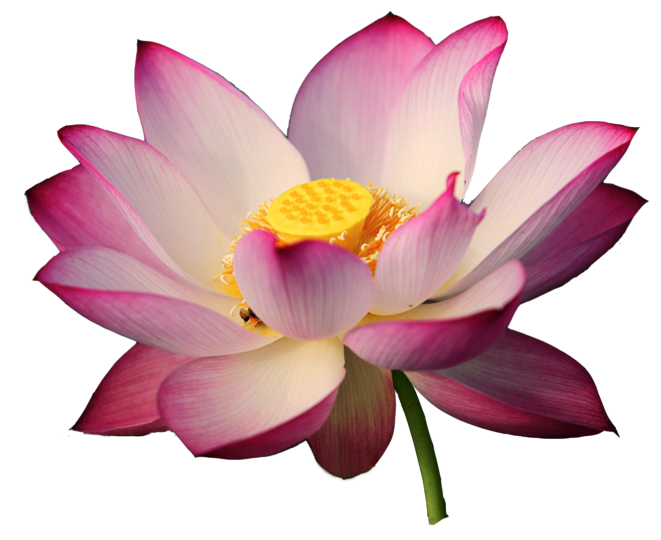 Pink and white lotus original image Pink and white lotus original image